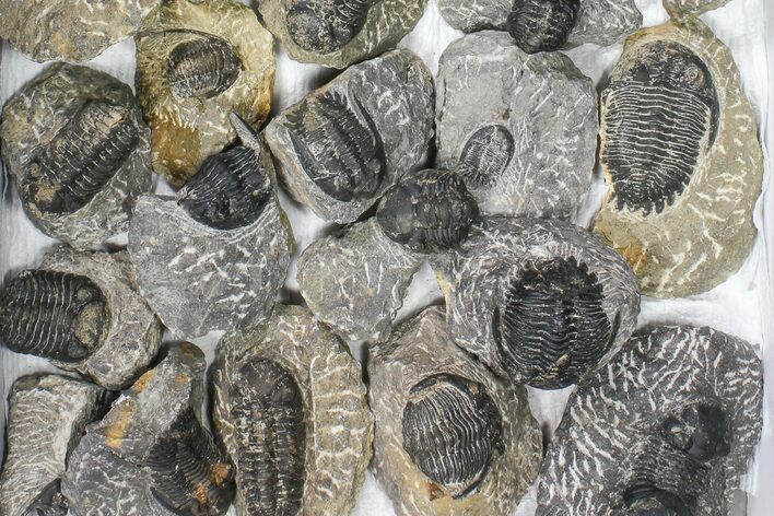 Lot: Assorted Devonian Trilobites - Pieces #80636